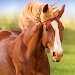 The Horse Mod Apk [Unlimited money] 1.1.3