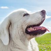 塔特拉牧羊犬模擬器