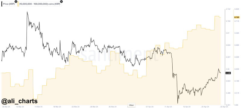 XRP plunge triggers frenzy, whales scoop up 31 million tokens in a week