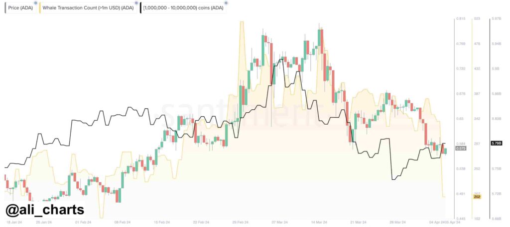 Bearish signal for ADA as Cardano whale activity lulls