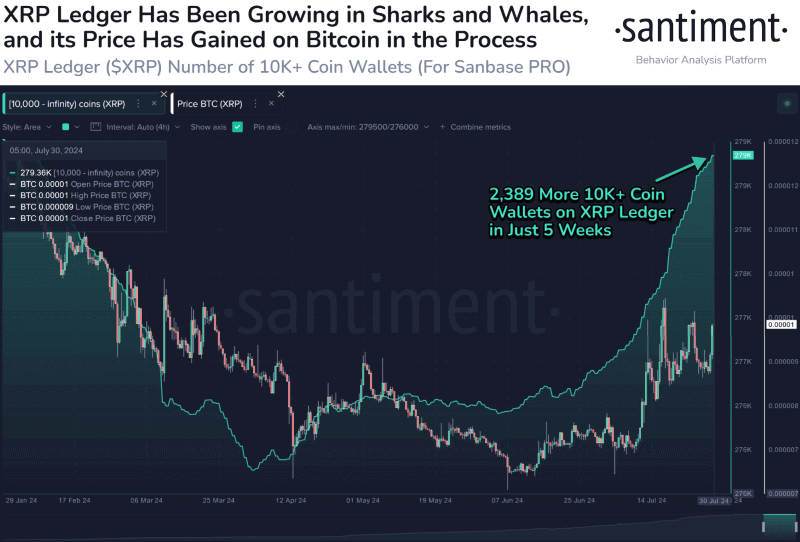 XRP whales make a splash: 10K+ wallets skyrocket to 6-month high